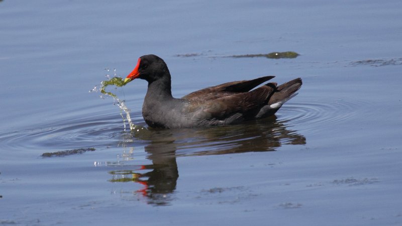 Common Moorhen High Island_2010_04_24_3895.JPG